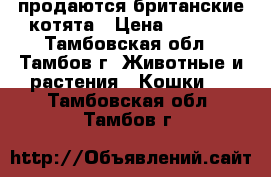 продаются британские котята › Цена ­ 3 000 - Тамбовская обл., Тамбов г. Животные и растения » Кошки   . Тамбовская обл.,Тамбов г.